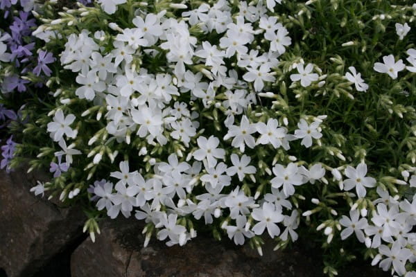 Garten-Teppich-Flammenblume White Delight • Phlox subulata White Delight