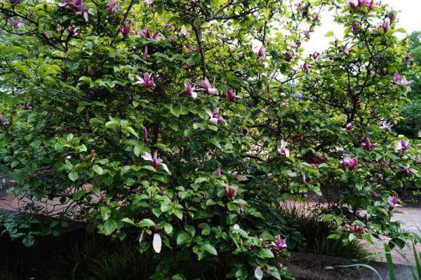 Purpurmagnolie Ricki • Magnolia liliiflora Rubra