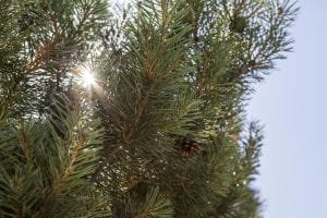 Waldkiefer Norwegen • Pinus sylvestris Norske Typ