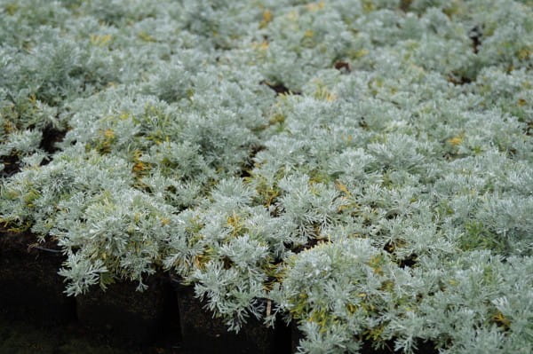 Zwerg Silber-Raute - Artemisia schmidtiana Nana