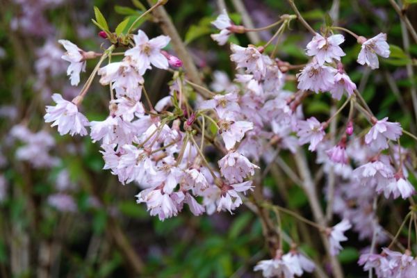 Frühlingskirsche Fukubana • Prunus subhirtella Fukubana