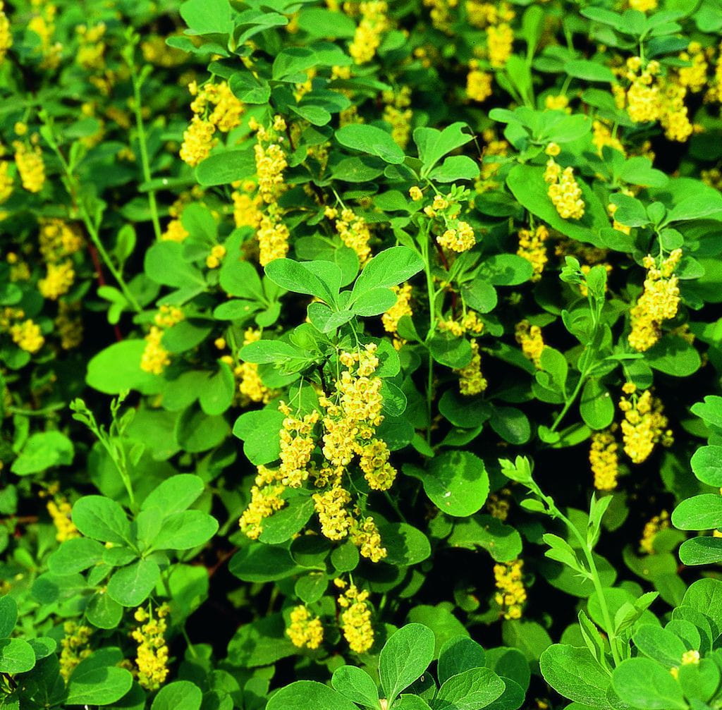 Kleeulme (Ptelea trifoliata) kaufen Garten von Ehren Garten von Ehren