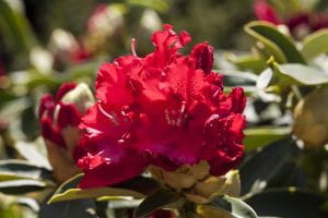 Rhododendron Hybride Wilgens Ruby • Rhododendron Hybride Wilgens Ruby