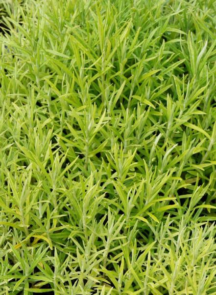 Großes Garten Perlkörbchen • Anaphalis margaritacea Neuschnee
