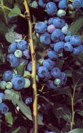 Heidelbeere-Blaubeere Berkeley • Vaccinium corymbosum Berkeley