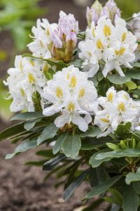 Rhododendron Madame Masson • Rhododendron Hybride Madame Masson