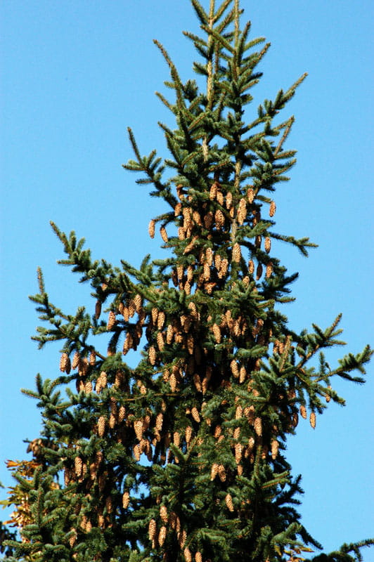 Blaufichte Picea pungens 'Glauca'  40-60 cm im Container es ist keine Blautanne 