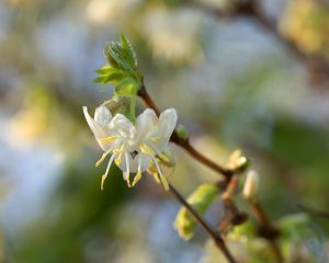 Winter-Heckenkirsche • Lonicera purpusii Winter Beauty