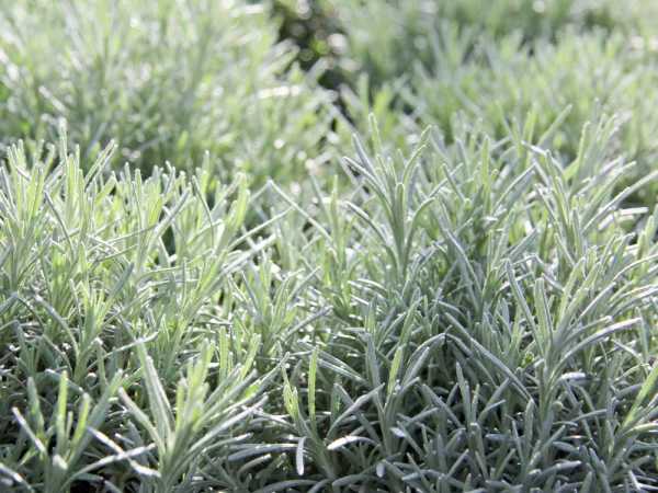 Echter Lavendel • Lavandula angustifolia