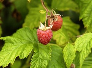 Himbeere Pokusa® • Rubus idaeus Pokusa