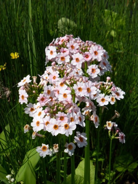 Etagen Schlüsselblume 'Appleblossom' - Primula japonica 'Appleblossom'