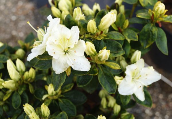 Japanische Azalee Maischnee • Rhododendron obtusum Maischnee