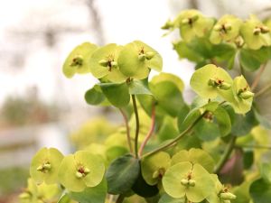 Braunrotblättrige Garten Wolfsmilch • Euphorbia polychroma Purpurea