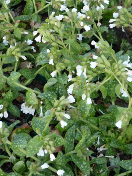 Garten-Lungenkraut Sissinghurst White • Pulmonaria officinal. Sissinghurst White
