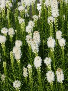 Garten-Prachtscharte • Liatris spicata Floristan Weiß