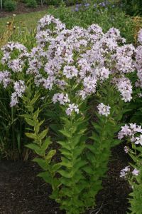 Garten Dolden Glockenblume • Campanula lactiflora Loddon Anne