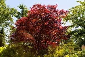 Roter Fächerahorn • Acer palmatum Atropurpureum