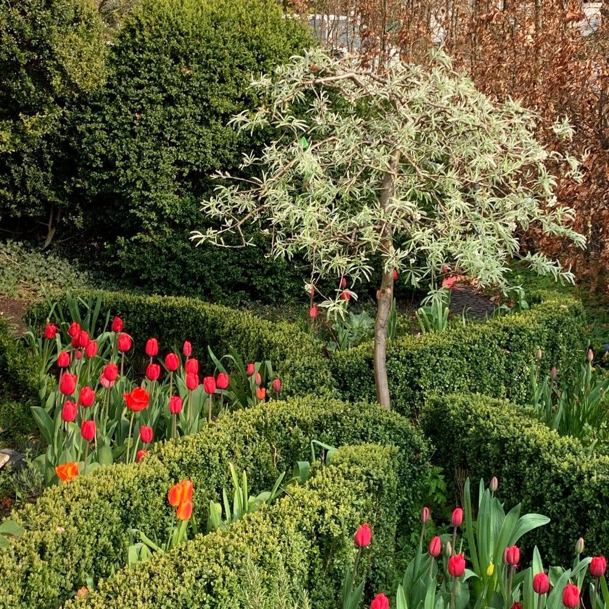 Hängende Wildbirne online kaufen Garten von Ehren Garten von Ehren