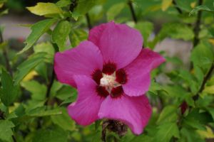 Rosen-Eibisch Woodbridge • Hibiscus syriacus Woodbridge