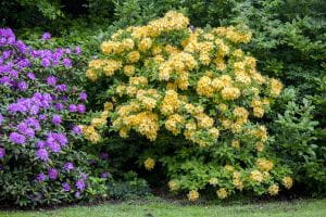 Rhododendron Goldpracht • Rhododendron luteum Goldpracht