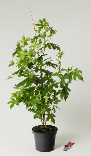 47+ Fruchthülsen Amberbaum Kaufen Floristik, Amberbaum 350g