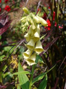Großblütiger Fingerhut • Digitalis grandiflora