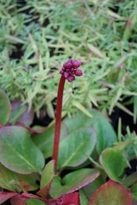 Garten Bergenie Rotblum • Bergenia cordifolia Rotblum