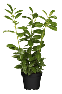 Kirschlorbeer Novita • Prunus laurocerasus Novita
