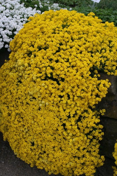 Garten-Steinkresse Goldkugel • Alyssum saxatile Goldkugel