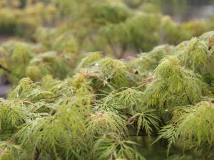 Fächerahorn Emerald Lace • Acer palmatum Emerald Lace