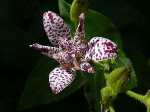 Formosa-Krötenlilie • Tricyrtis formosana