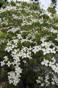 Japanischer Blumen-Hartriegel • Cornus kousa chinensis Teutonia