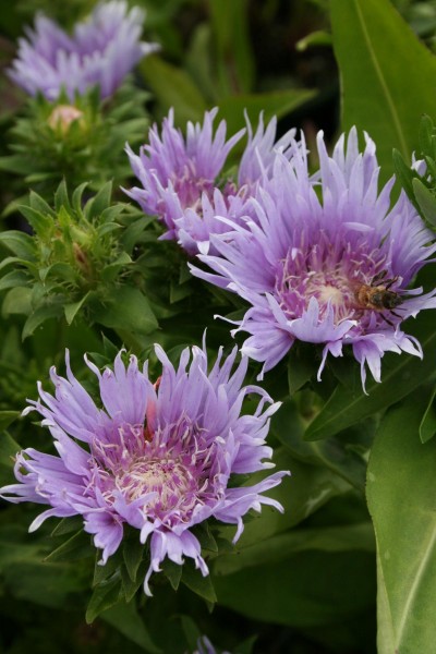 Korblumenaster • Stokesia laevis