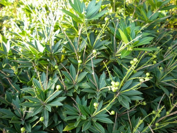 Schattenglöckchen Prelude • Pieris japonica Prelude