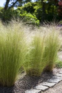 Zartes Garten-Federgras • Stipa tenuissima Ponytails