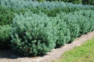 Silberkiefer • Pinus sylvestris Watereri