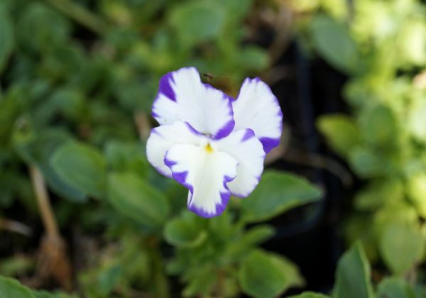 Garten-Stiefmütterchen Rebecca • Viola cornuta Rebecca