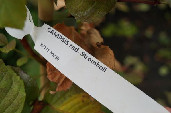 Klettertrompete Stromboli • Campsis radicans Stromboli