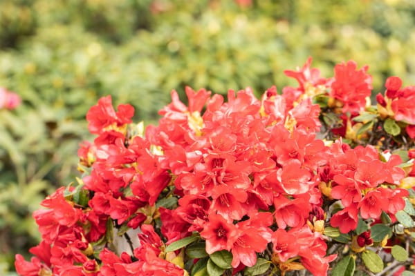 scharlachroter Zwerg-Rhododendron • Rhododendron repens Baden-Baden