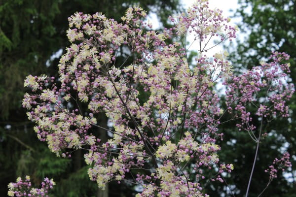 Garten-Wiesenraute Elin • Thalictrum rochebrunianum Elin