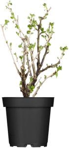 Stachelbeere • Ribes uva-crispa