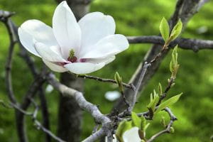Sommermagnolie • Magnolia sieboldii