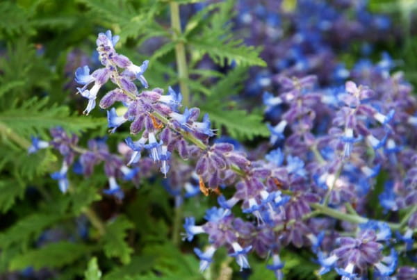 Blauraute Lacey Blue (Lisslitt)® • Perovskia atriplicifolia (Lisslitt)