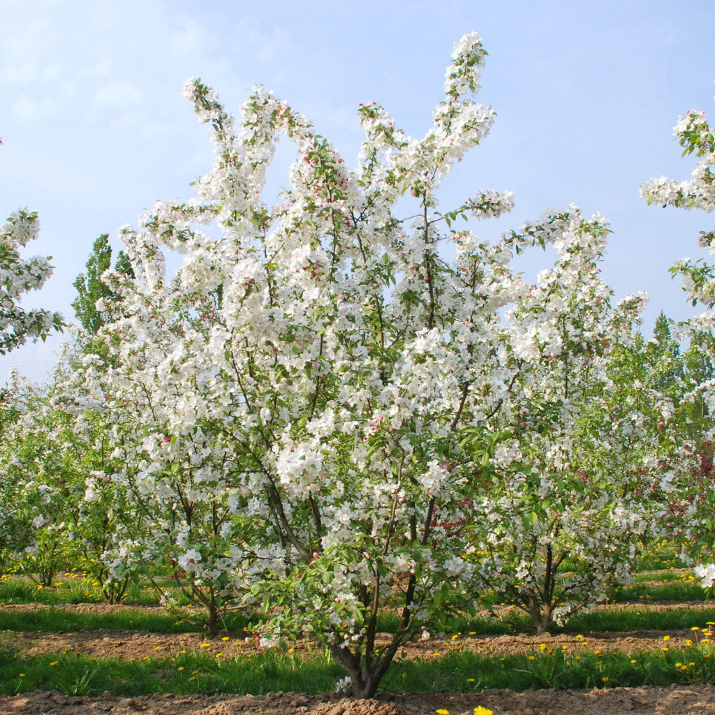 malus-evereste-zierapfel-kaufen-garten-von-ehren-garten-von-ehren