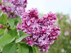 Flieder Prince Wolkonsky • Syringa vulgaris Prince Wolkonsky