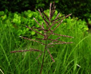 Garten-Chinaschilf, Garten-Landschilf • Miscanthus sinensis Graziella