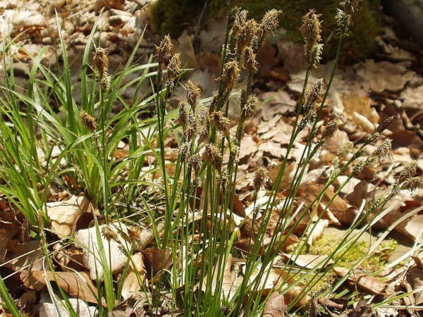 Schatten-Segge • Carex umbrosa