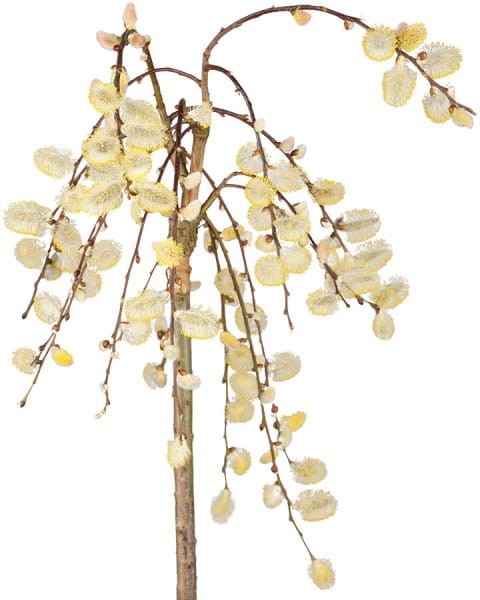 Hängende Kätzchenweide • Salix caprea Pendula