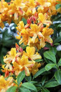 Sommergrüne Azalee Goldlack • Rhododendron luteum Goldlack