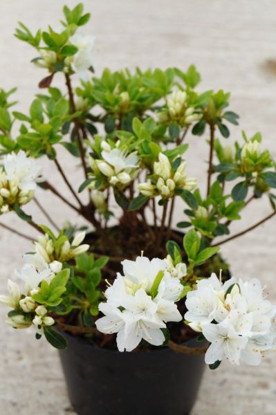 Rhododendron Kermesina Alba • Rhododendron obtusum Kermesina Alba
